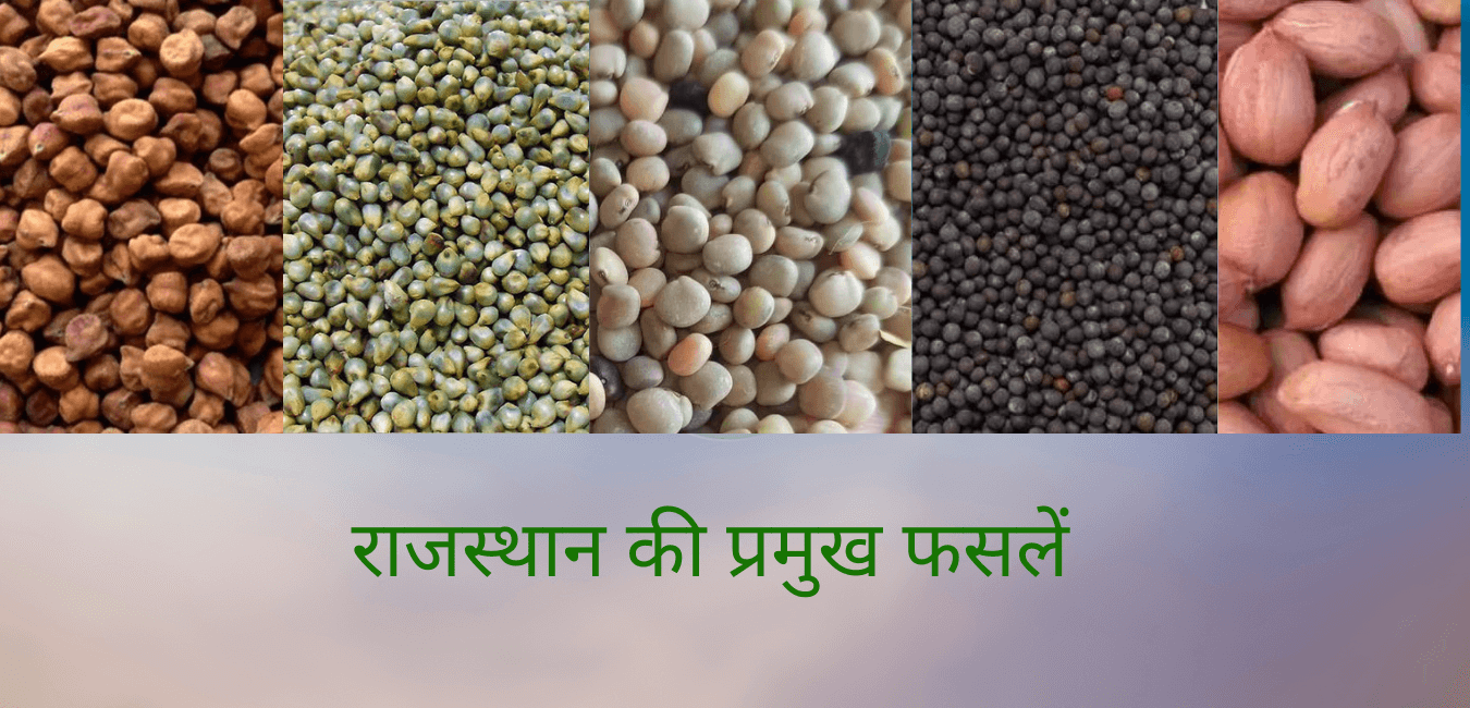 राजस्थान की खाद्य एवं व्यावसायिक फसलें